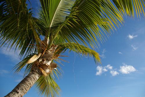 Сочи рискует потерять все пальмы в ближайшие пять лет