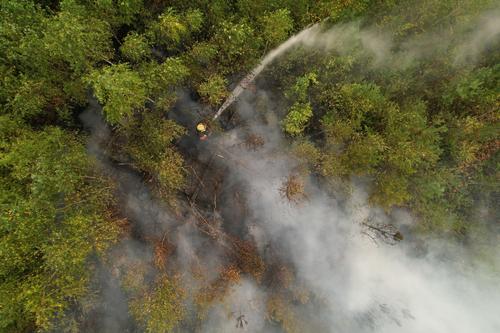 Площадь лесных пожаров в Коми уменьшилась почти в пять раз 