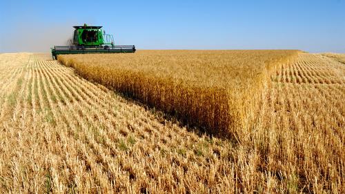 Европа прикарманила себе украинское зерно, направлявшееся в голодающие африканские страны