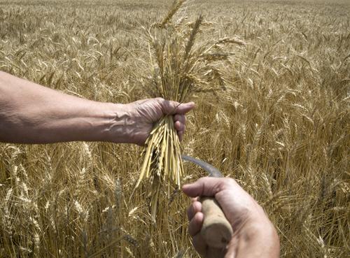 Координатор санкционной политики США: зерно из Украины формирует большие объемы предложения, так как поставляется на мировые рынки