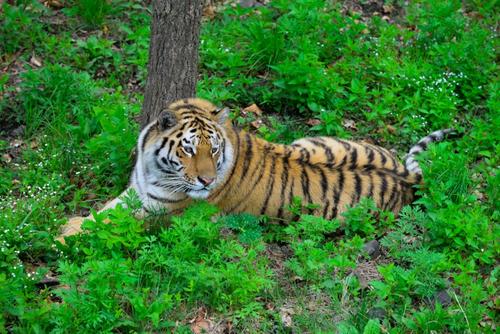 Число тигров, обитающих в Хабаровском крае, выросло на 40% по сравнению с 2021 годом и составило 140 животных