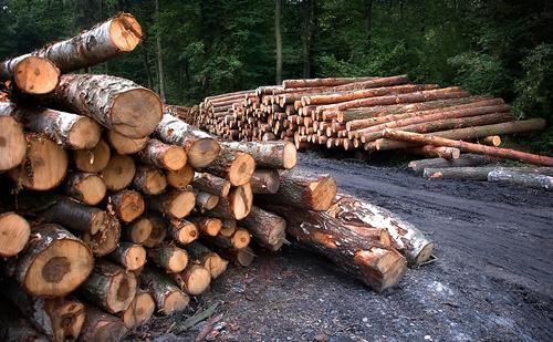 Более половины всей тропической вырубки лесов, непосредственно связанны с промышленной добычей полезных ископаемых