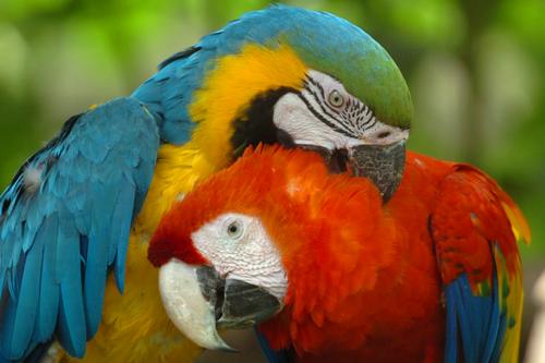 Обнаружены гены, ответственные за красную окраску у птиц