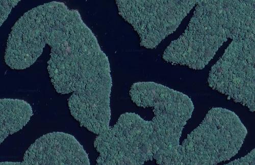 Плотина, построенная в Амазонке, создала тысячи «лесных островов», но они слишком малы, чтобы поддерживать большинство видов