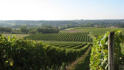 Эксперты: в 2022 году в Краснодарском крае ожидают виноградный бум
