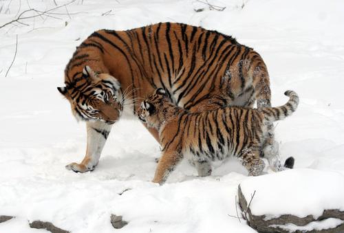В Приморье вырубают леса в местах обитания краснокнижного тигра