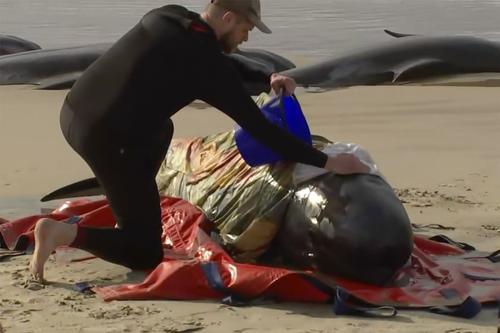 Около 200 китов, обнаруженных на берегу, погибли в Австралии