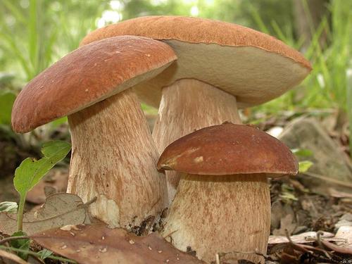 Почему в лесах Подмосковья исчезли грибы