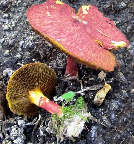 На Таганае обнаружили самый редкий гриб на планете