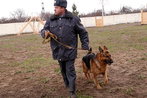Три служебные собаки вышедшие на пенсию в Нижнем Новгороде ищут хозяев