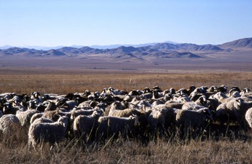 По одной овце от властей получили семьи мобилизованных в Туве