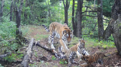 Семейство тигров напало на собак в Хабаровском крае