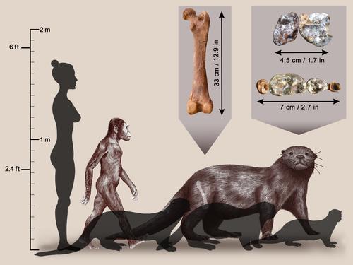 Эфиопские ископаемые выдры жили на суше и достигали размеров современного льва