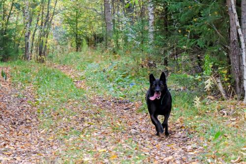 В городском округе Шатура собака помогла найти заблудившуюся в лесу пенсионерку
