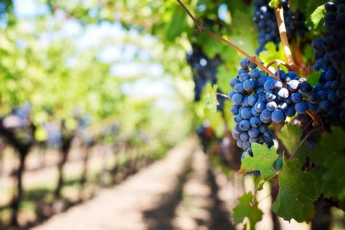 Рекордный урожай винограда ожидают на Тамани