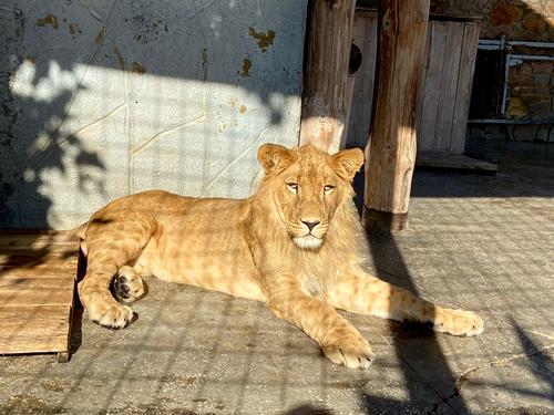В челябинском зоопарке отметят первый день рождения львенка