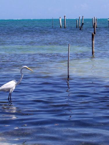 Исследование: Даже самое крохотное пятнышко нефти на поверхности воды повреждает перья морских птиц