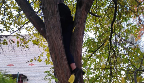 В Миассе подросток застрял на дереве