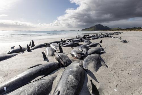 477 китов погибли на новозеландских отмелях