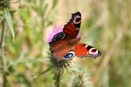 Узоры на крыльях бабочки отпугивают хищных птиц удивительной оптической иллюзией
