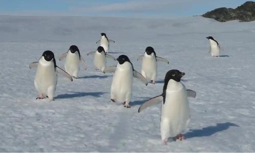 Ученые наблюдают «быстрое» снижение численности пингвинов Адели у берегов Антарктики