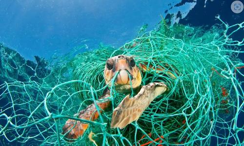 Масштаб загрязнений океана орудиями лова достиг беспрецедентного уровня
