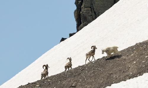 Из-за таяния ледников началась настоящая борьба за новые территории между горными козлами и снежными баранами