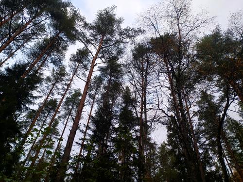 Politico: энергокризис в Европе может спровоцировать истощение лесов