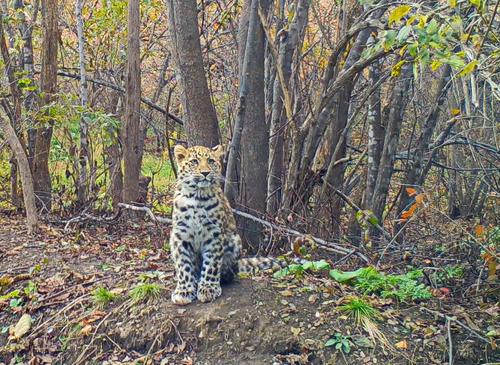 Спасённый котёнок леопарда начал осваивать охоту на оленя