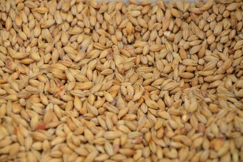 В МИД сообщили, что Россия направила  в страны Азии и Африки около 10,5 миллиона тонн зерновых