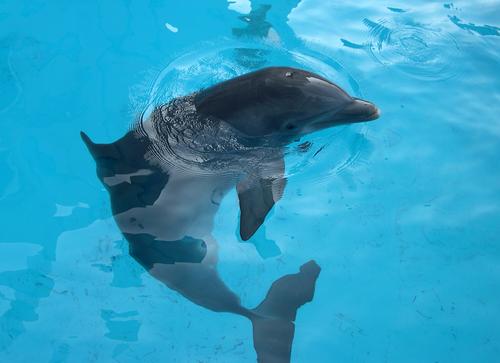 В Госдуме рассмотрят законопроект о запрете вылова дельфинов и косаток