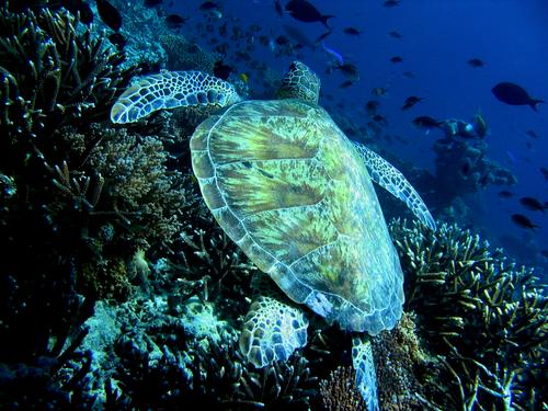 Смертность морских черепах растет из-за жаркого и сухого лета