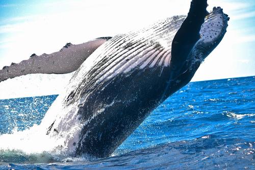 В Охотском море посчитали гренландских китов