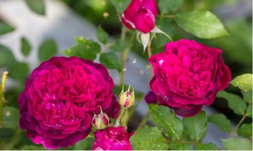 Отмеченные наградами сорта роз уходят из-за изменения климата и развития вредителей