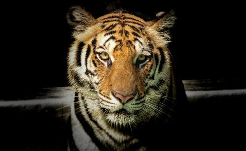 Эдгард Запашный: на лице наложили 14 швов, но всё равно тигра люблю
