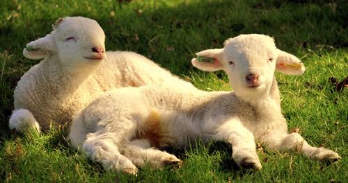 Исследование: у стада овец есть коллективный разум