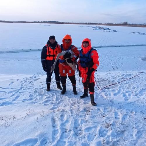 В Челябинской области спасатели выручили двух лебедей с травмами