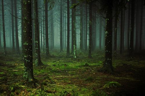 В поддержку акции «Сохраним лес» 28 телебашен по всей России окрасятся в зеленый цвет