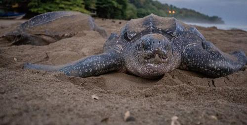 На севере Испании ученые обнаружили окаменелости морской черепахи размером с автомобиль Mini Cooper