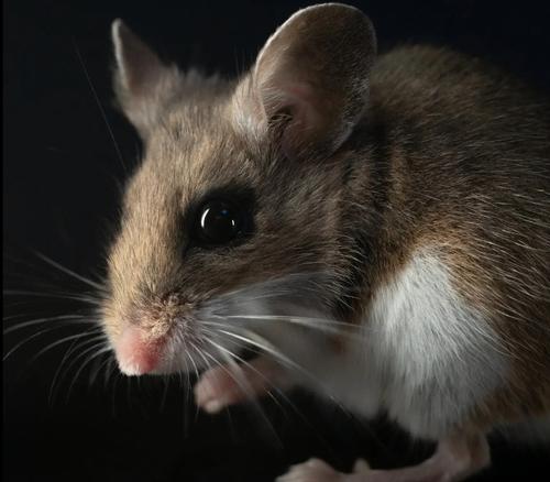 Ученые выяснили, что мыши участвуют в формировании лесных массивов