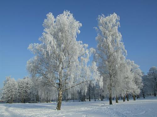 Синоптик Леус сообщил о наступающих сильных морозах и повышенном атмосферном давлении в Москве на этой неделе