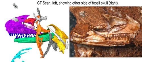Обнаруженная окаменелость из кладовой сдвигает происхождение ящериц на 35 миллионов лет 