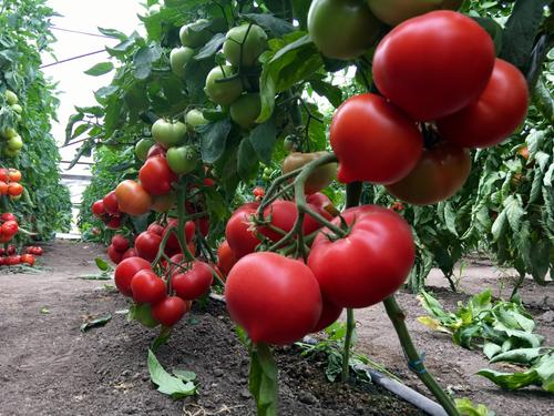 Субсидии в помощь: фермеры Славянского района наращивают объемы производства 
