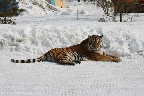 Тигры держат в страхе жителей села Бичевая Хабаровского края