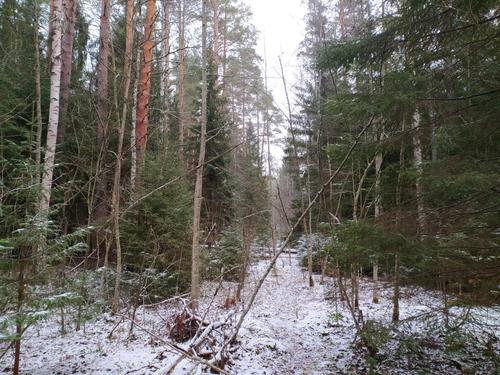 В Кемеровской области на местных чиновников возбудили уголовные дела за незаконную рубку леса
