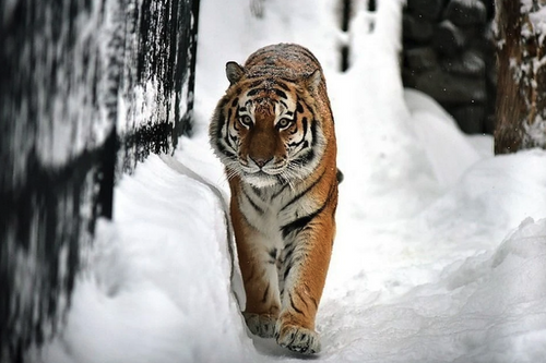 Тигрица держит в страхе жителей хабаровского села Бичевая
