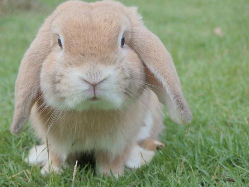 В Роспотребнадзоре показали видео с кроликом, дегустирующим капусту в супермаркете, и объяснили, чем это опасно
