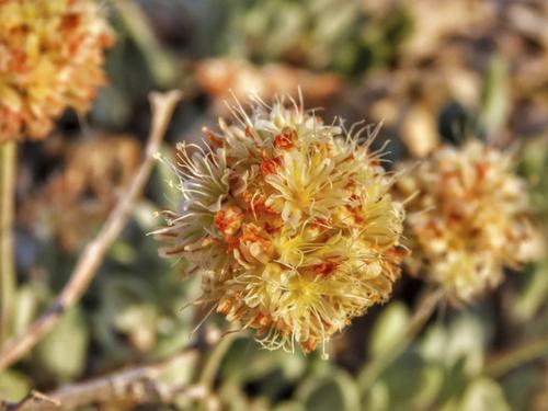 Цветок Невады занесен в список находящихся под угрозой исчезновения на участке литиевого рудника