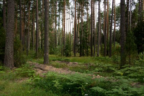 В Удмуртии мужчина похитил деревья, стоимость которых составила 1,4 млн рублей