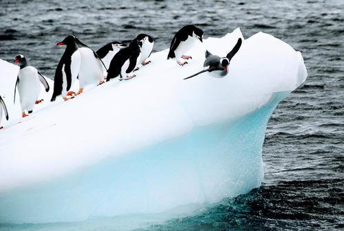 Императорский пингвин находится под угрозой исчезновения, как и две трети местных антарктических видов